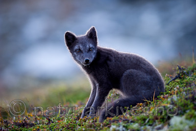 BB 13 0154 / Vulpes lagopus / Fjellrev